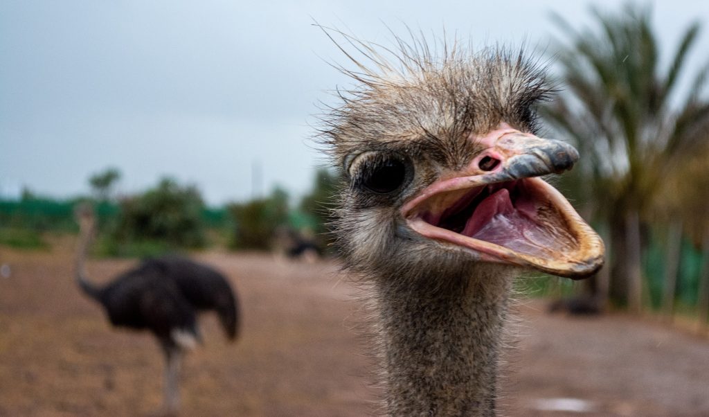 ostrich close up
